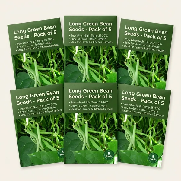 Long_Green_Bean_Seeds_-_Pack_Of_5