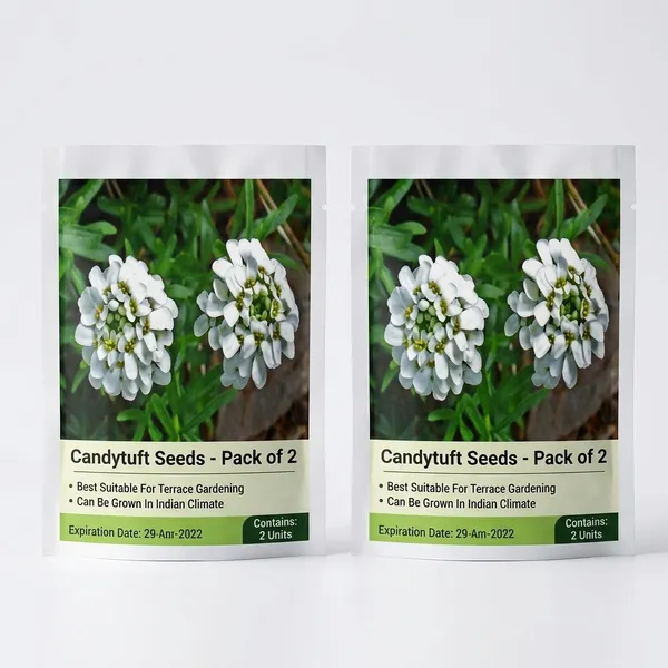Candytuft_Seeds_-_Pack_Of_2