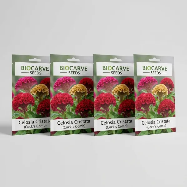 Pack_Of_4_Celosia_Cristata_Cockscomb_Mix__