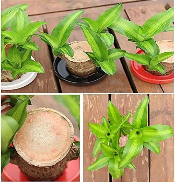 Brown_Brazilian_Lucky_Wood_Mini_Home_Plant_Decorations