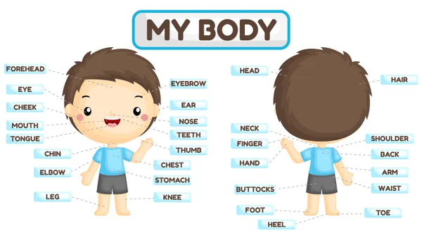 My_Body_Poster_For_Kid