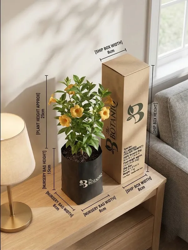 Allamanda_Golden_Trumpet_Plant