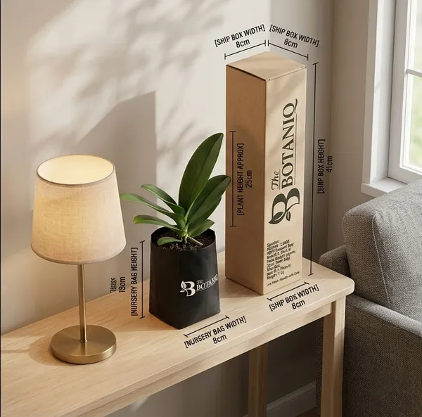 Orchid_-_Libra_Plant
