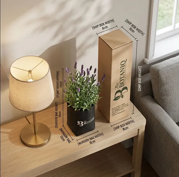 Lavender_-_Gemini_Plant