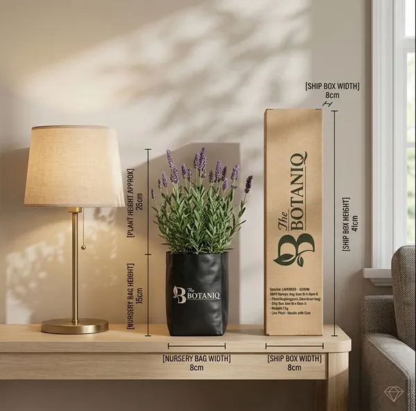 Lavender_-_Gemini_Plant
