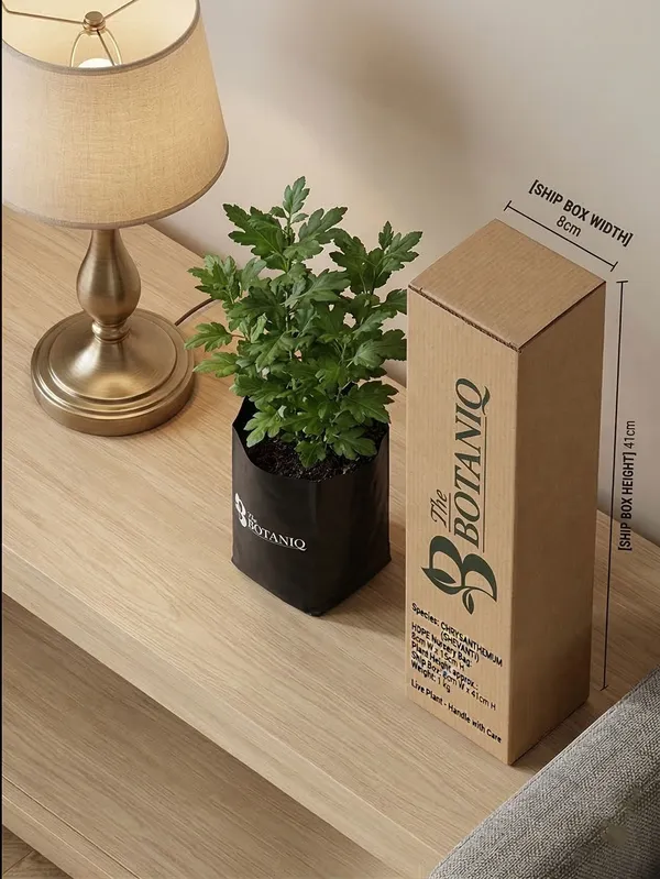 Chrysanthemum_Shevanti_Plant