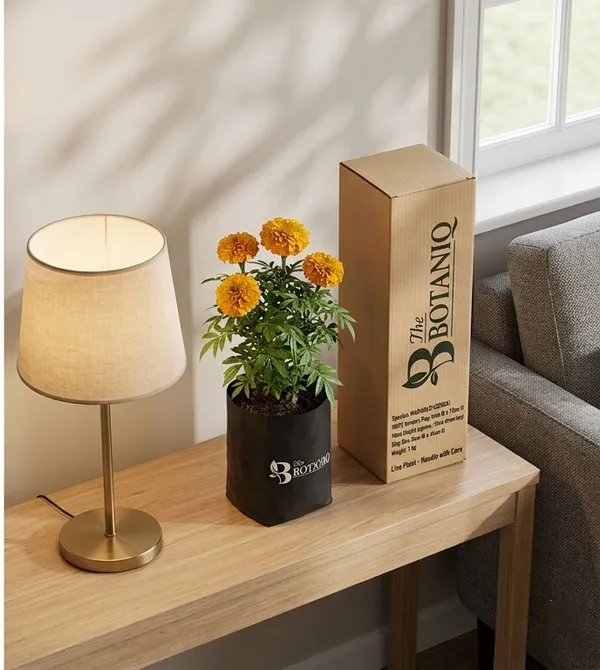 Marigold_Genda_Plant