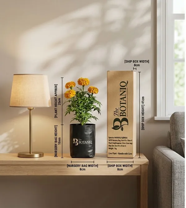 Marigold_Genda_Plant