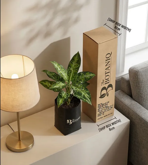 Aglaonema_Pictum_Tricolor_Plant