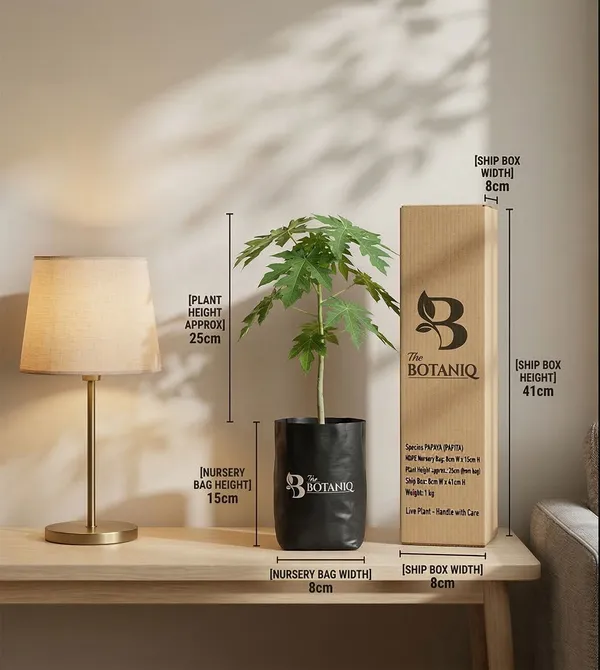 Papaya_Papita_Plant