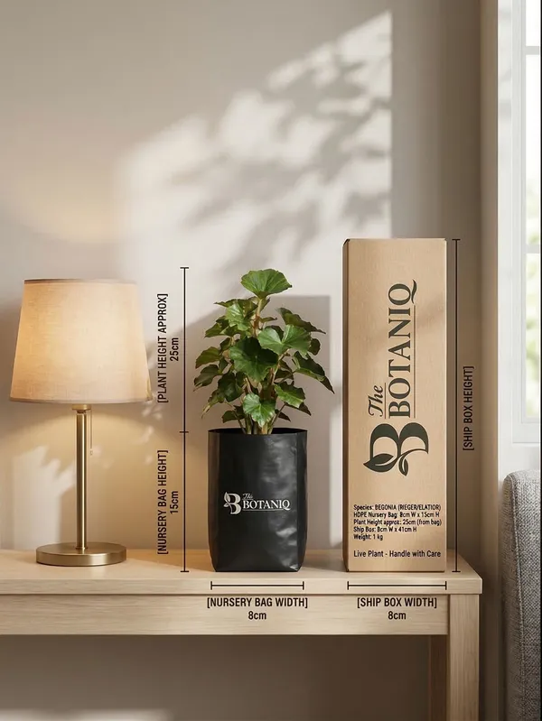 Begonia_Rieger/Elatior_Plant
