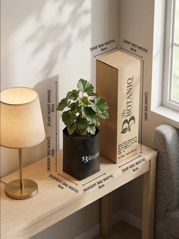 Begonia_Rieger/Elatior_Plant