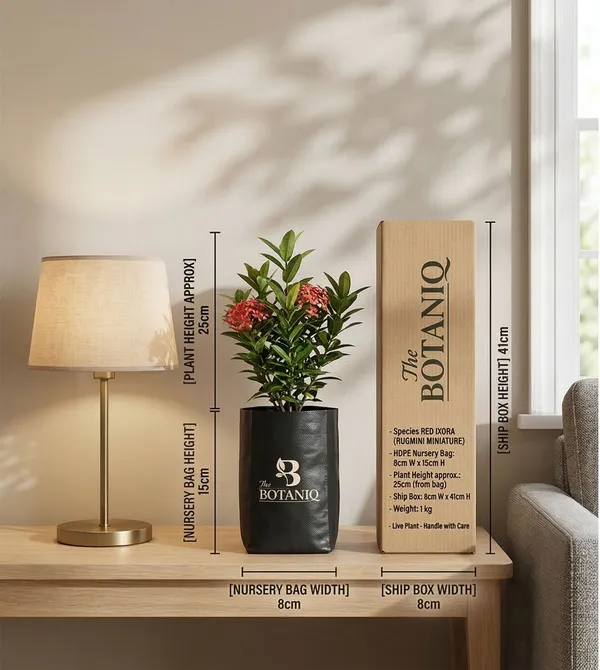 Red_Ixora_Rugmini_Miniature_Plant