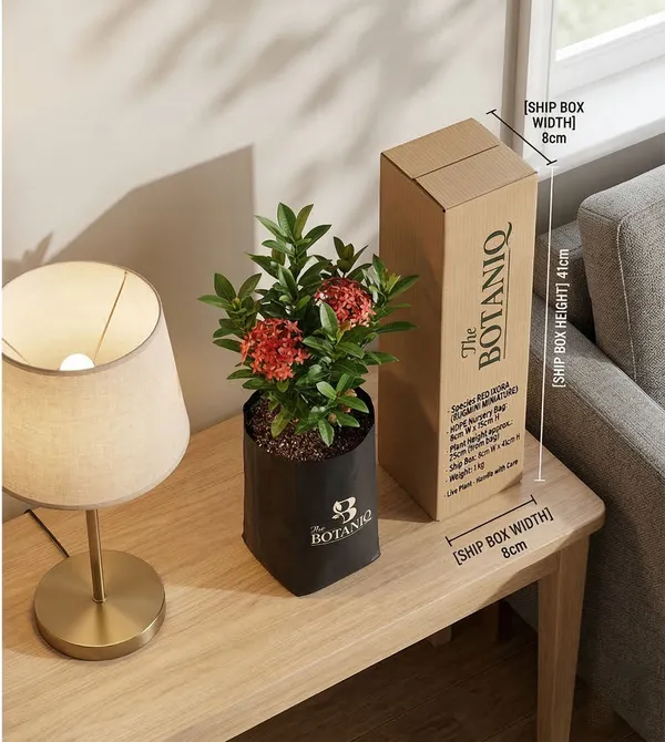 Red_Ixora_Rugmini_Miniature_Plant