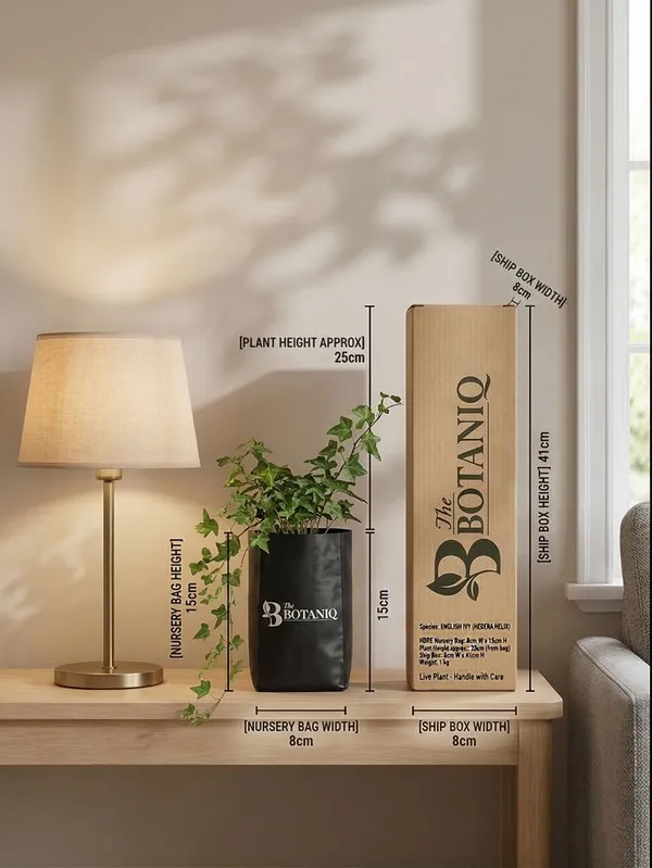 English_Ivy_Hedera_Helix_Plant
