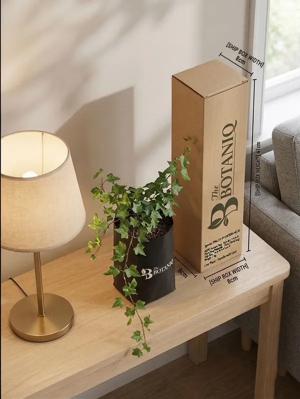 English_Ivy_Hedera_Helix_Plant