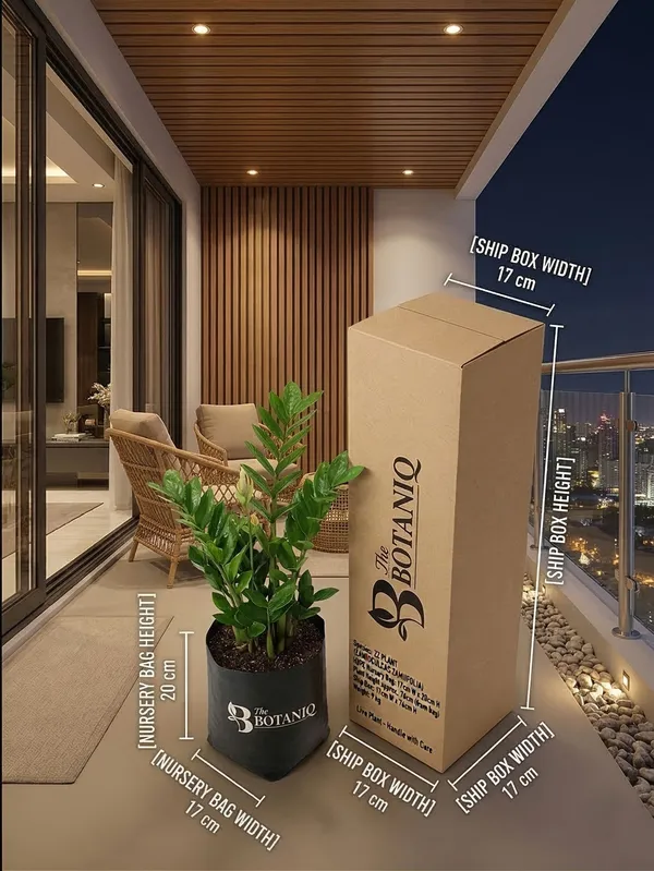 Zz___Zamioculcas_Zamiifolia_Plant