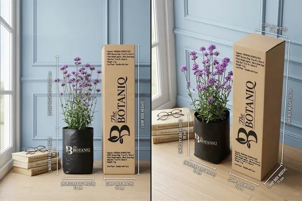 Verbena_(Purpletop)