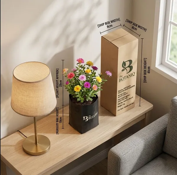 Portulaca_9_O'Clock/Moss_Rose_Plant