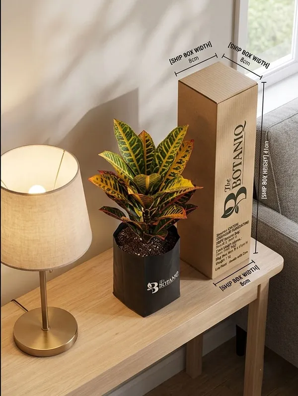 Croton_Codiaeum_Variegatum_Plant
