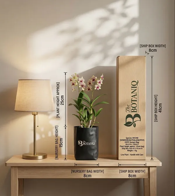 Orchid_Dendrobium/Phalaenopsis_Plant