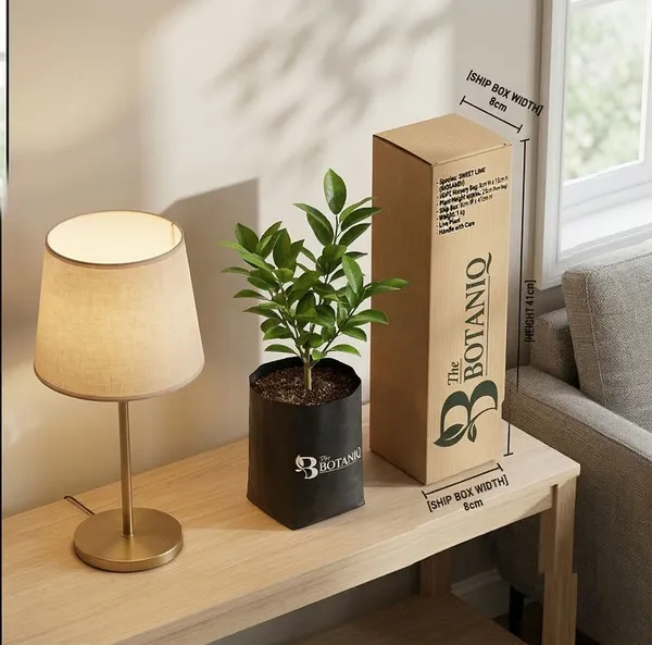 Sweet_Lime_Mosambi_Plant