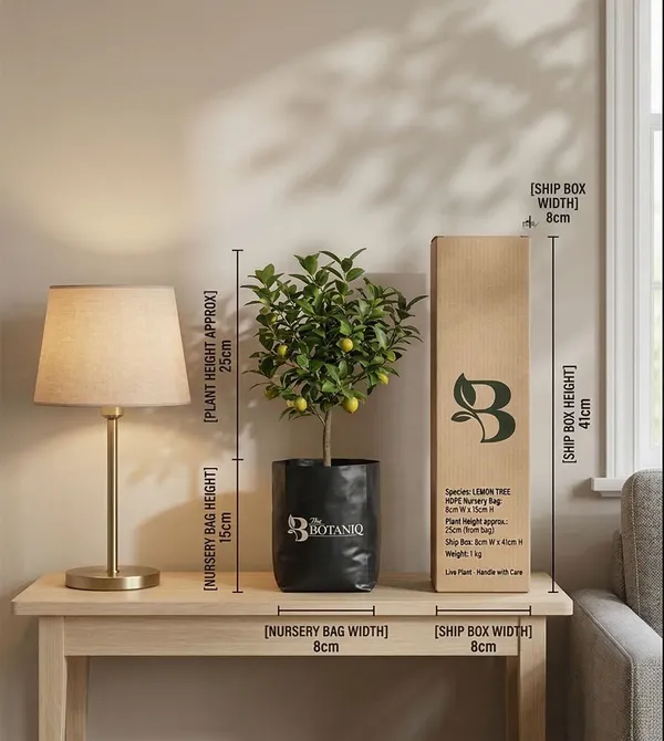 Lemon_Tree_Plant