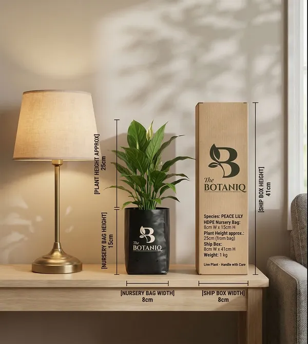 Peace_Lily_Plant