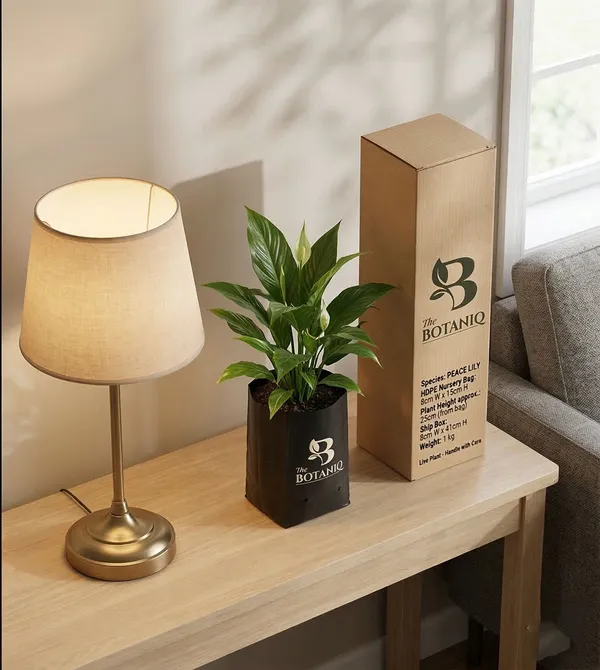 Peace_Lily_Plant