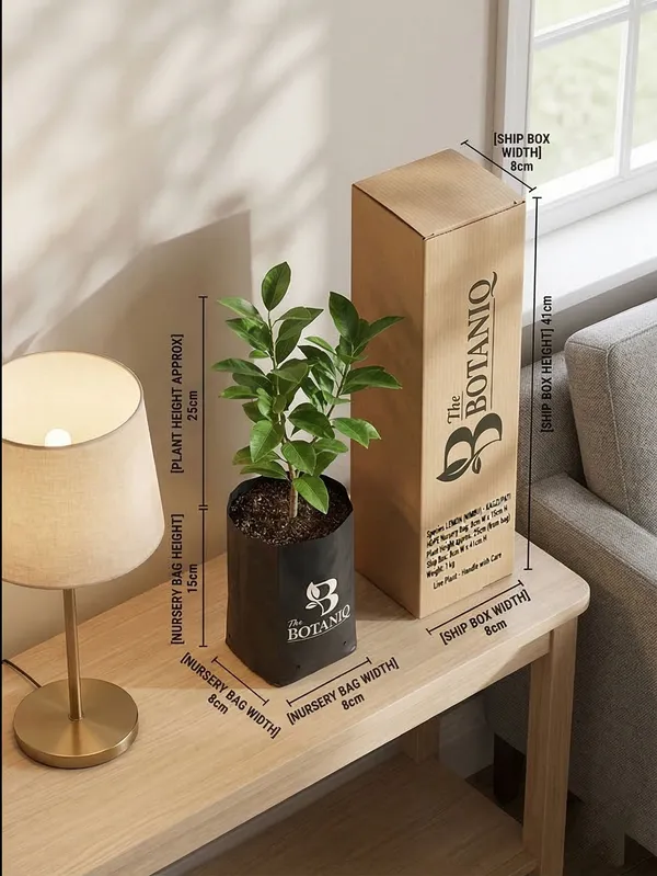 Lemon_Nimbu_-_Kagzi/Pati_Plant