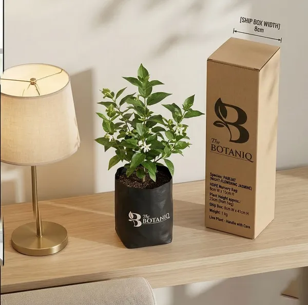 Parijat_Night-Flowering_Jasmine_Plant