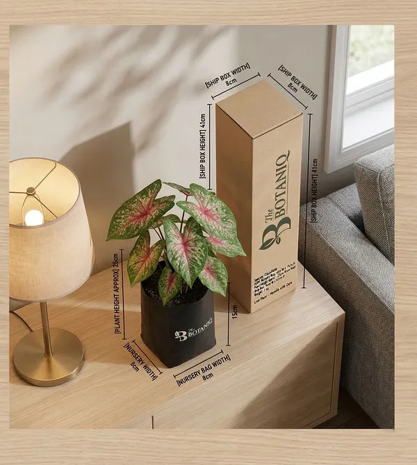 Caladium_Plant