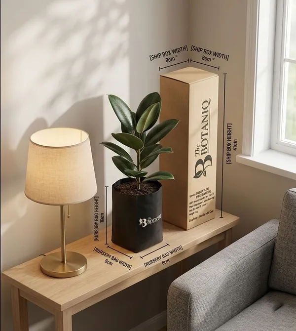 Rubber___Ficus_Elastica_Plant