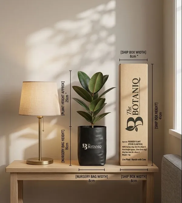 Rubber___Ficus_Elastica_Plant