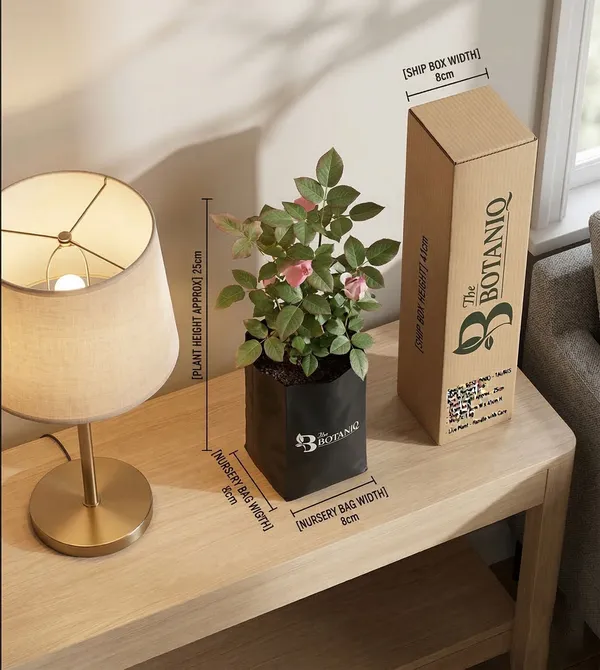 Rose_Pink_-_Taurus_Plant