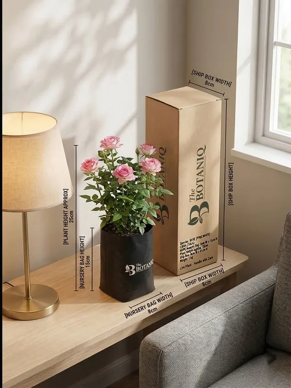 Rose_Pink/White_-_Libra_Tula_Plant