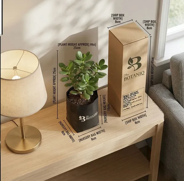 Jade___-_Taurus_Vrishabha_Plant