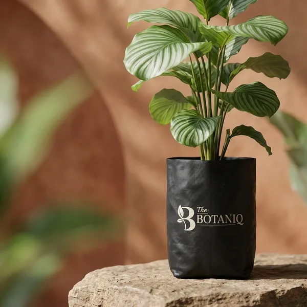 Calathea_Orbifolia