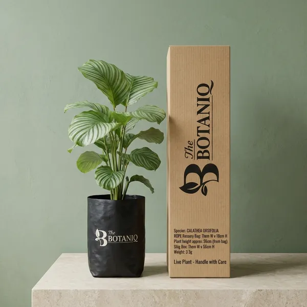 Calathea_Orbifolia