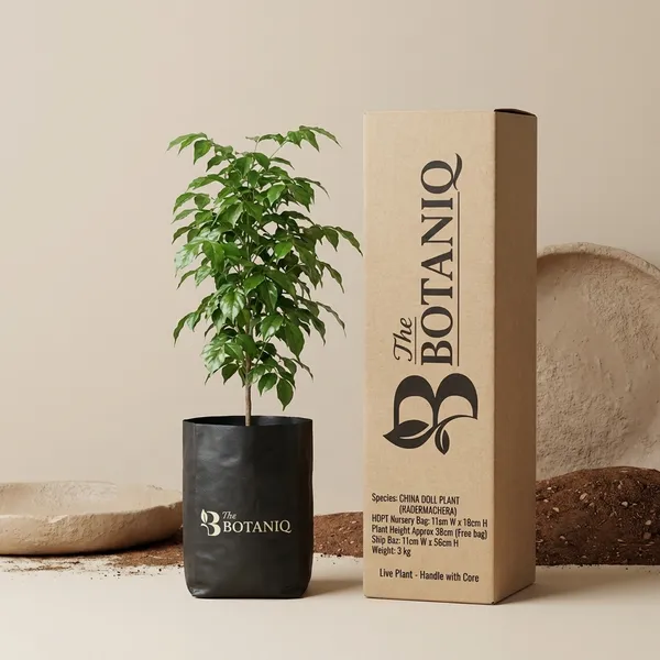 China_Doll_Plant_(Radermachera)