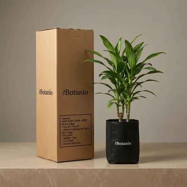 Dracaena_Dara