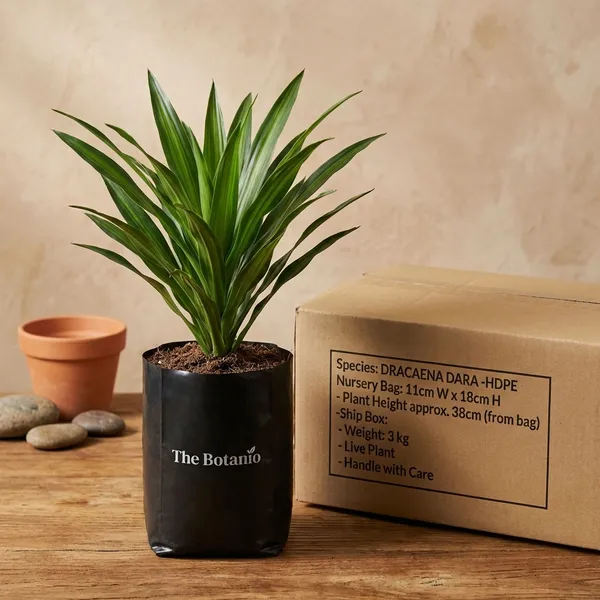 Dracaena_Dara