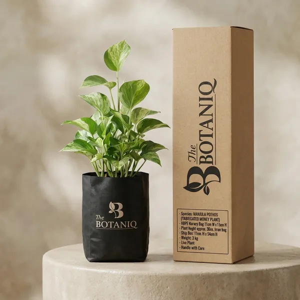 Manjula_Pothos_(Variegated_Money_Plant)