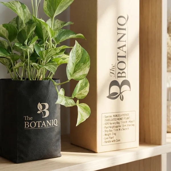 Manjula_Pothos_(Variegated_Money_Plant)