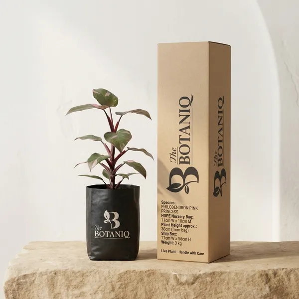 Philodendron_Pink_Princess