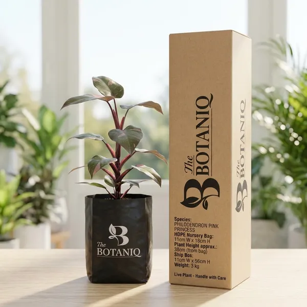 Philodendron_Pink_Princess