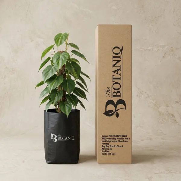 Philodendron_Brasil