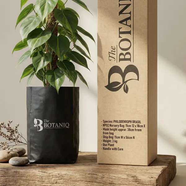 Philodendron_Brasil
