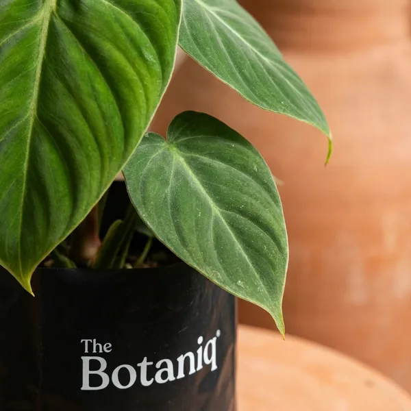 Philodendron_Gloriosum
