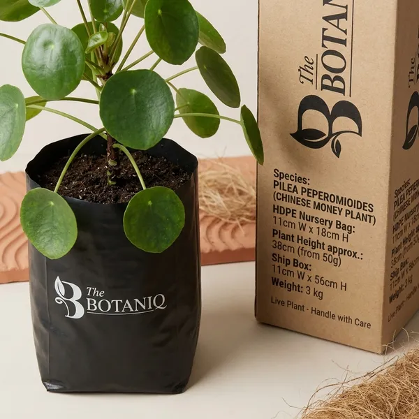Pilea_Peperomioides_(Chinese_Money_Plant)